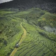 #DiIndonesiaAja – Sejuknya 5 Kebun Teh di Jawa Timur. Pemandangannya Bikin Takjub!