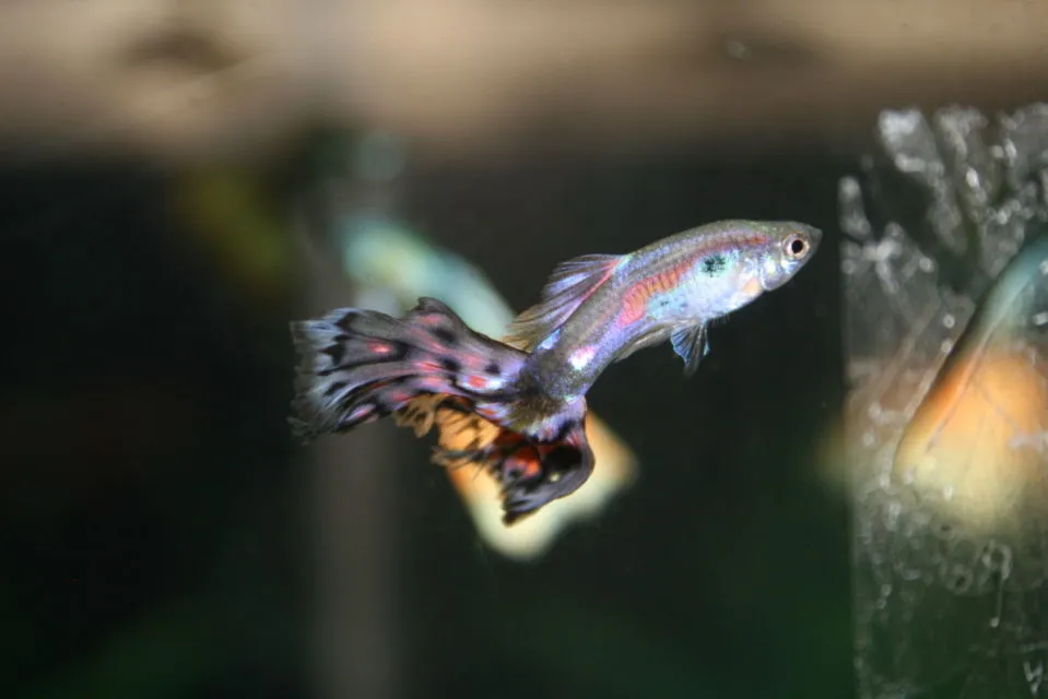 7 Jenis Ikan Hias Air Tawar Kecil untuk Mengisi Akuarium. Cepat Adaptasi dan Mau Dicampur 9