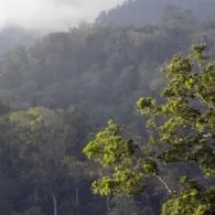#DiIndonesiaAja-Bukan Hanya Bunaken, di Sulawesi Utara Juga Ada Cagar Alam Tangkoko Batuangus yang Menyajikan Kemurnian Hutan Belantara Indonesia!