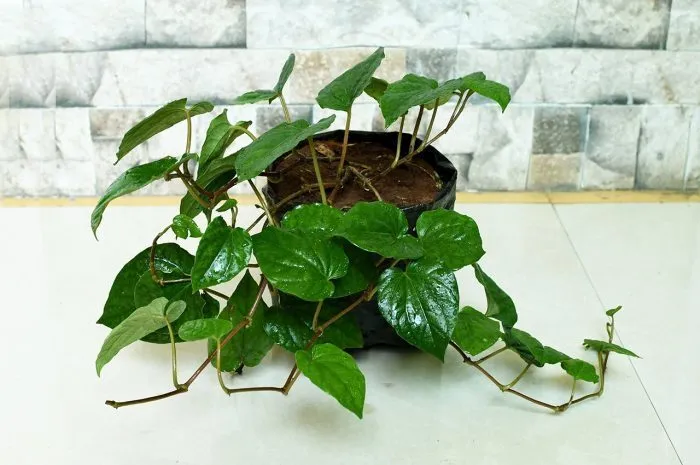 6 Jenis Tanaman Obat yang Mudah Dirawat, Pekarangan Makin Cantik dan Berkhasiat 11