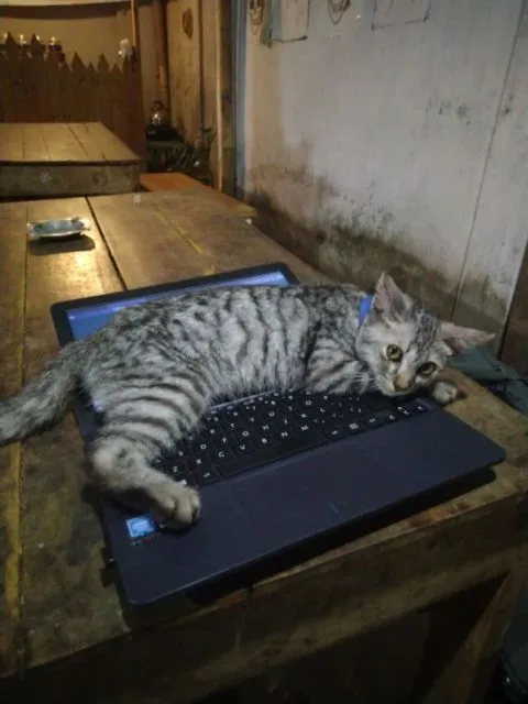 10 Momen Apes yang Terjadi Saat Menggunakan Laptop. Pemiliknya Langsung Waswas Melihat ini 18