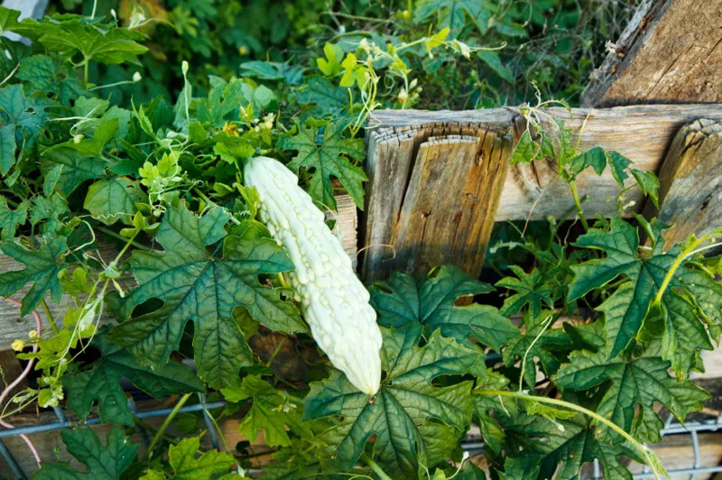 6 Jenis Tanaman Obat yang Mudah Dirawat, Pekarangan Makin Cantik dan Berkhasiat 8