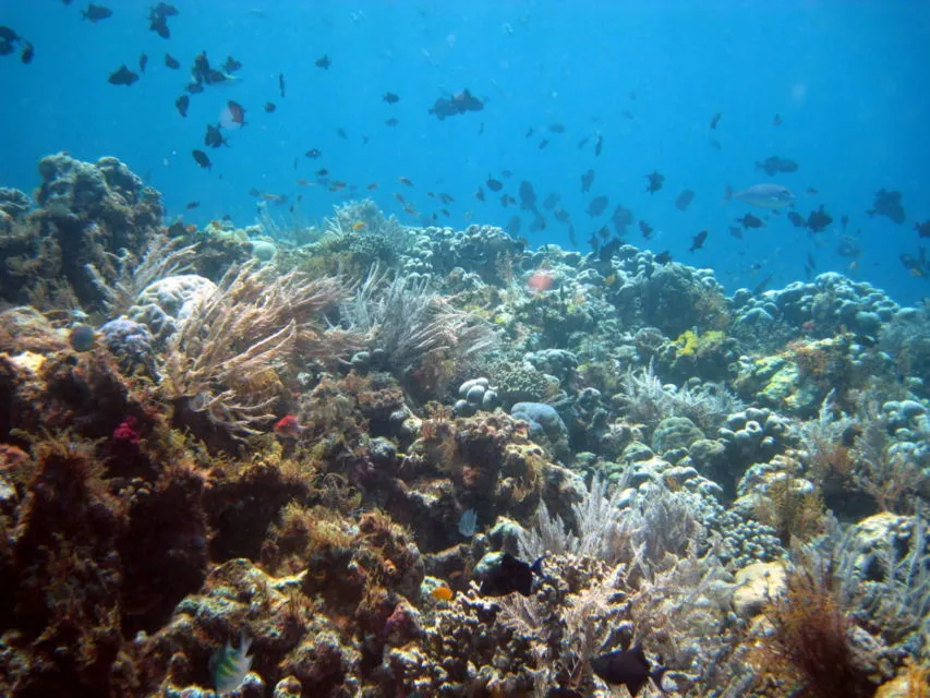 UNESCO Tetapkan 3 Kawasan di Indonesia Sebagai Cagar Biosfer Baru. Apa Itu Cagar Biosfer? 6