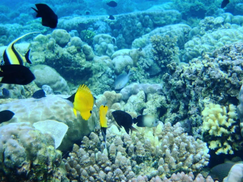 UNESCO Tetapkan 3 Kawasan di Indonesia Sebagai Cagar Biosfer Baru. Apa Itu Cagar Biosfer? 8