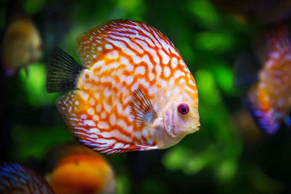 7 Jenis Ikan Hias Air Tawar Kecil untuk Mengisi Akuarium. Cepat Adaptasi dan Mau Dicampur 13