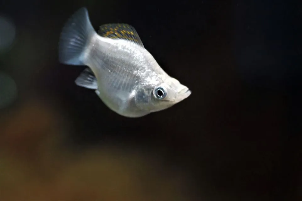 7 Jenis Ikan Hias Air Tawar Kecil untuk Mengisi Akuarium. Cepat Adaptasi dan Mau Dicampur 12