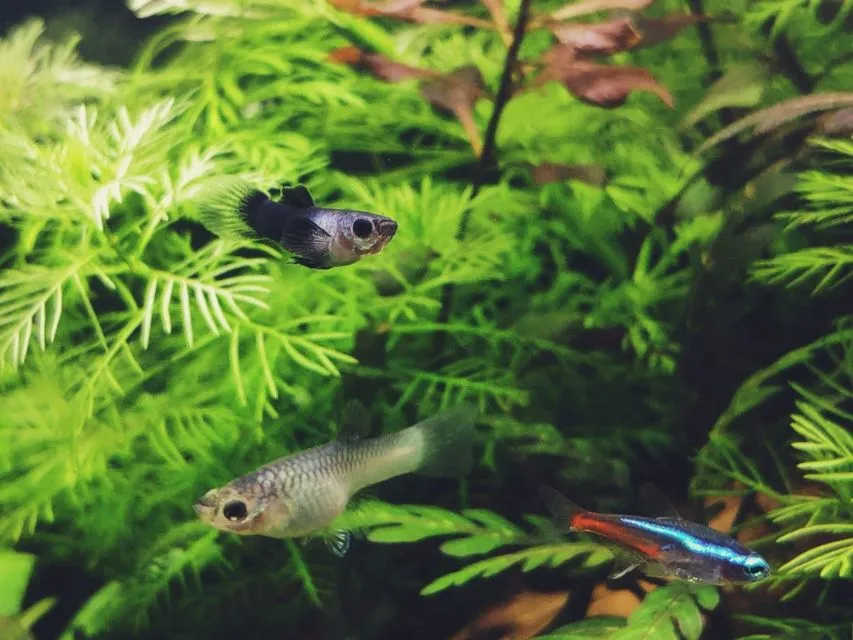 7 Jenis Ikan Hias Air Tawar Kecil untuk Mengisi Akuarium. Cepat Adaptasi dan Mau Dicampur 11
