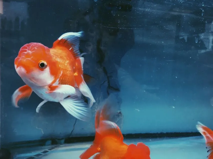 7 Jenis Ikan Hias Air Tawar Kecil untuk Mengisi Akuarium. Cepat Adaptasi dan Mau Dicampur 8