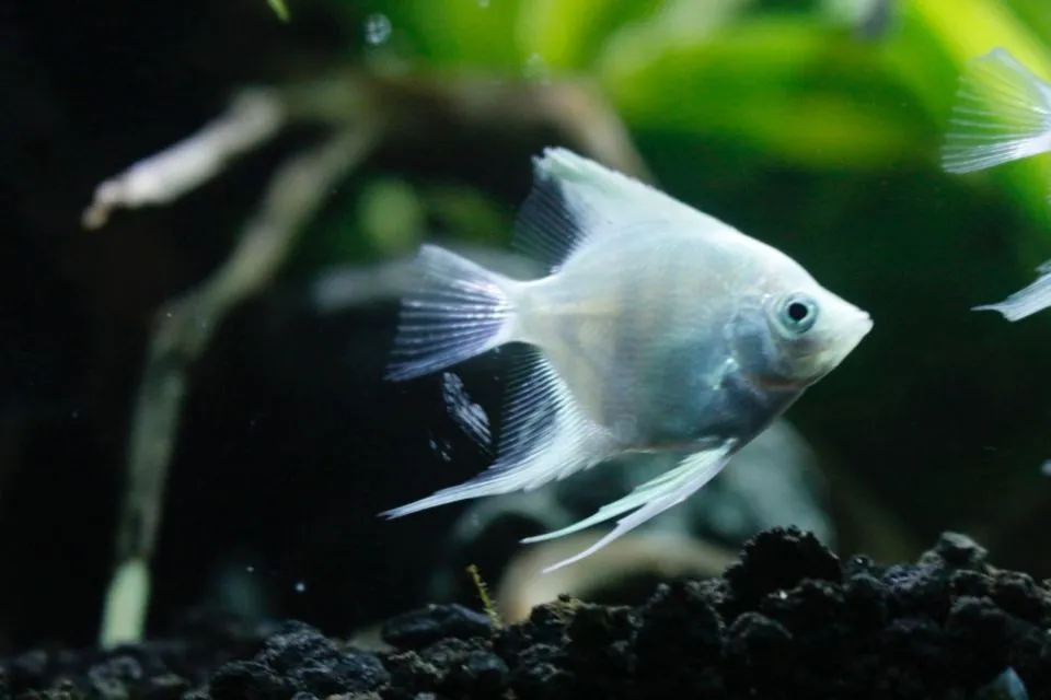 7 Jenis Ikan Hias Air Tawar Kecil untuk Mengisi Akuarium. Cepat Adaptasi dan Mau Dicampur 14