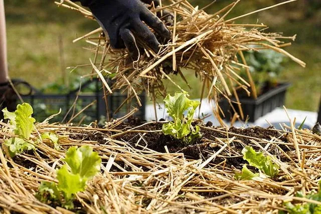 8 Jenis Pupuk Organik yang Mudah Dibuat Sendiri. Berbahan Sisa Makanan Hingga Jerami Kering 12