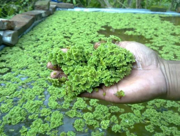 8 Jenis Pupuk Organik yang Mudah Dibuat Sendiri. Berbahan Sisa Makanan Hingga Jerami Kering 15