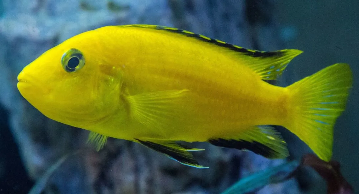 7 Jenis Ikan Hias Air Tawar Kecil untuk Mengisi Akuarium. Cepat Adaptasi dan Mau Dicampur 10