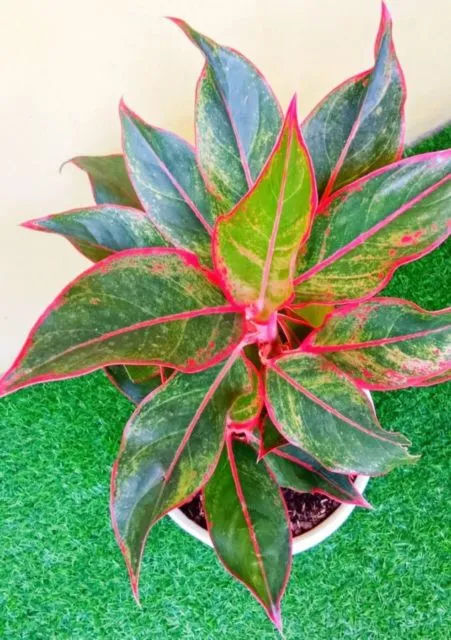 7 Jenis Bunga Aglonema yang Kerap Jadi Rebutan. Cantik Warnanya, Pantas Saja Harganya Jutaan 10