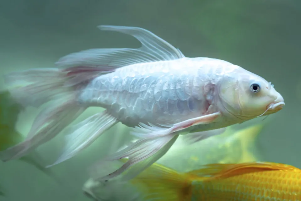 10 Jenis Ikan Koi Terbaik yang Punya Corak dan Bentuk Unik. Mahal atau Murah yang Penting Hoki 16