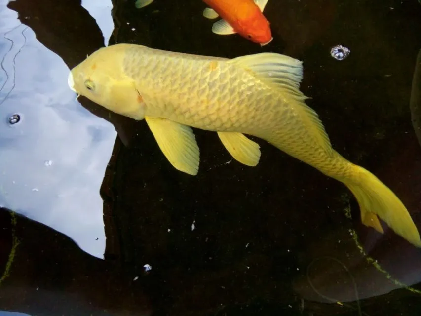 10 Jenis Ikan Koi Terbaik yang Punya Corak dan Bentuk Unik. Mahal atau Murah yang Penting Hoki 13