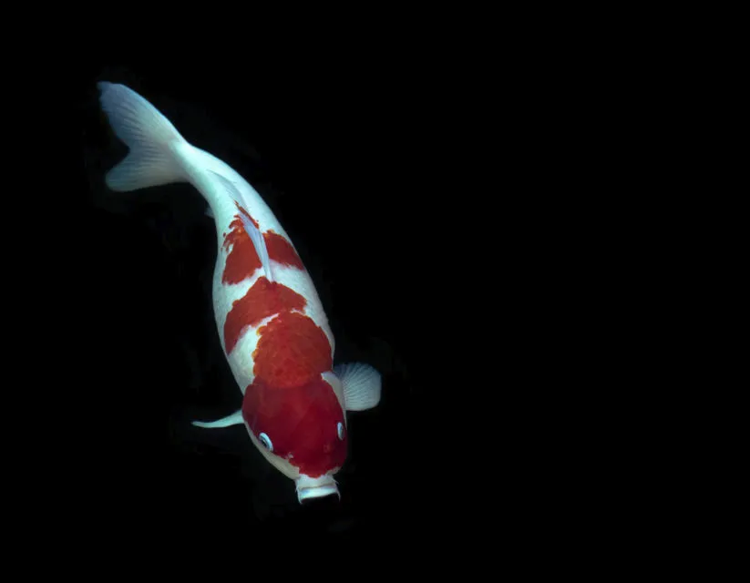 10 Jenis Ikan Koi Terbaik yang Punya Corak dan Bentuk Unik. Mahal atau Murah yang Penting Hoki 11
