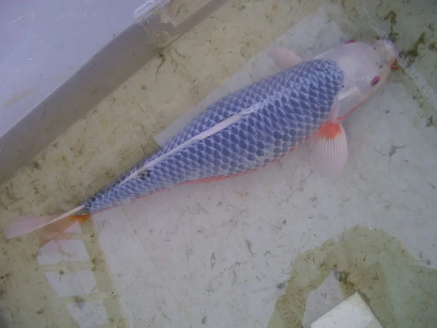 10 Jenis Ikan Koi Terbaik yang Punya Corak dan Bentuk Unik. Mahal atau Murah yang Penting Hoki 19