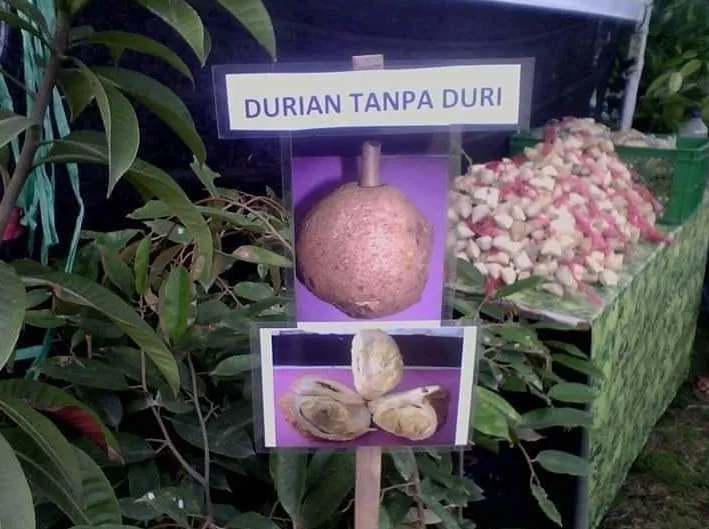 11 Ide Bisnis Orang Indonesia yang Nggak Akan Terpikirkan oleh Masyarakat Luar Negeri. Kreatif~ 12