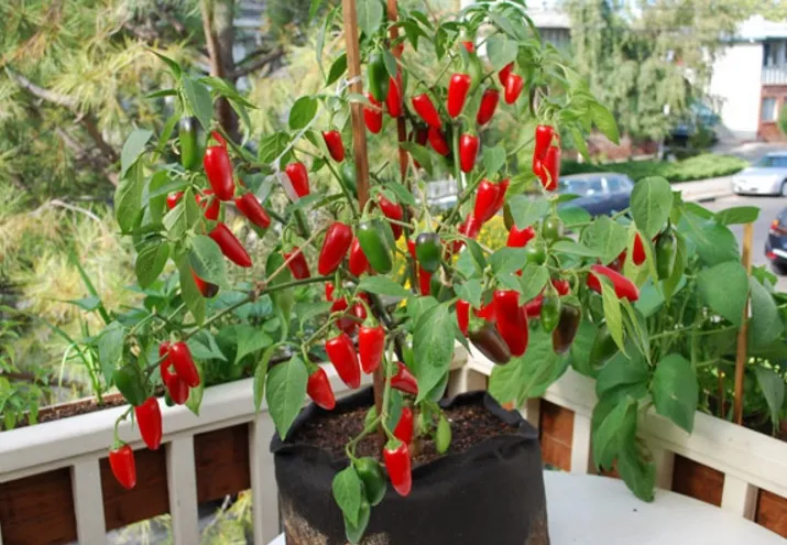 5 Cara Menanam Cabe di Rumah yang Berbuah Lebat 7