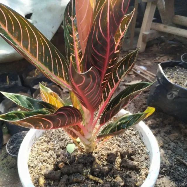 7 Jenis Bunga Aglonema yang Kerap Jadi Rebutan. Cantik Warnanya, Pantas Saja Harganya Jutaan 9