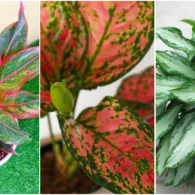 7 Jenis Bunga Aglonema yang Kerap Jadi Rebutan. Cantik Warnanya, Pantas Saja Harganya Jutaan