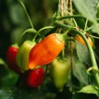 5 Cara Menanam Cabe di Rumah yang Berbuah Lebat