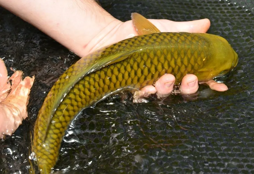 10 Jenis Ikan Koi Terbaik yang Punya Corak dan Bentuk Unik. Mahal atau Murah yang Penting Hoki 20