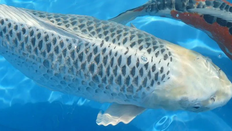 10 Jenis Ikan Koi Terbaik yang Punya Corak dan Bentuk Unik. Mahal atau Murah yang Penting Hoki 14