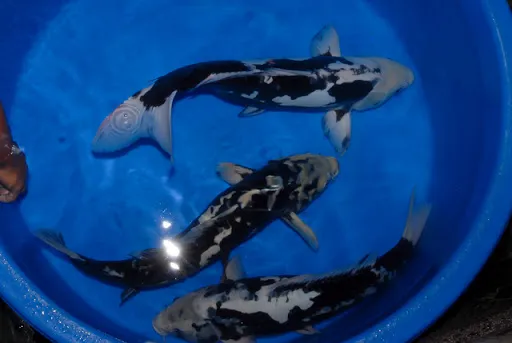 10 Jenis Ikan Koi Terbaik yang Punya Corak dan Bentuk Unik. Mahal atau Murah yang Penting Hoki 17
