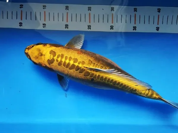 10 Jenis Ikan Koi Terbaik yang Punya Corak dan Bentuk Unik. Mahal atau Murah yang Penting Hoki 18