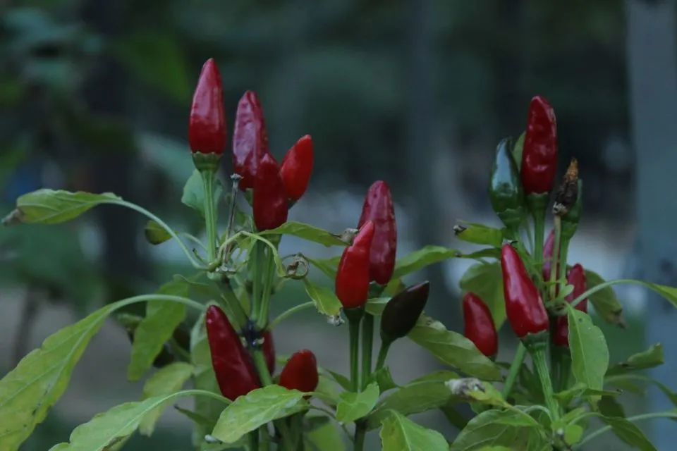 5 Cara Menanam Cabe di Rumah yang Berbuah Lebat 10
