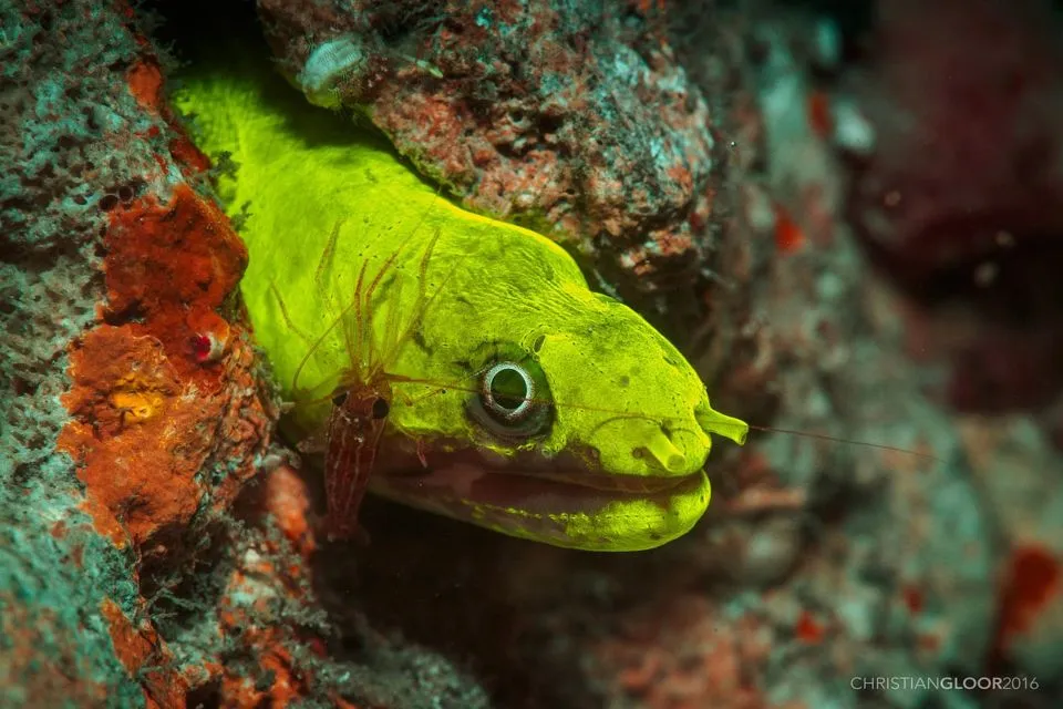 6 Rekomendasi Lokasi Scuba Diving buat Kamu yang Mau Tahu Kekayaan dan Keindahan Laut Indonesia 6