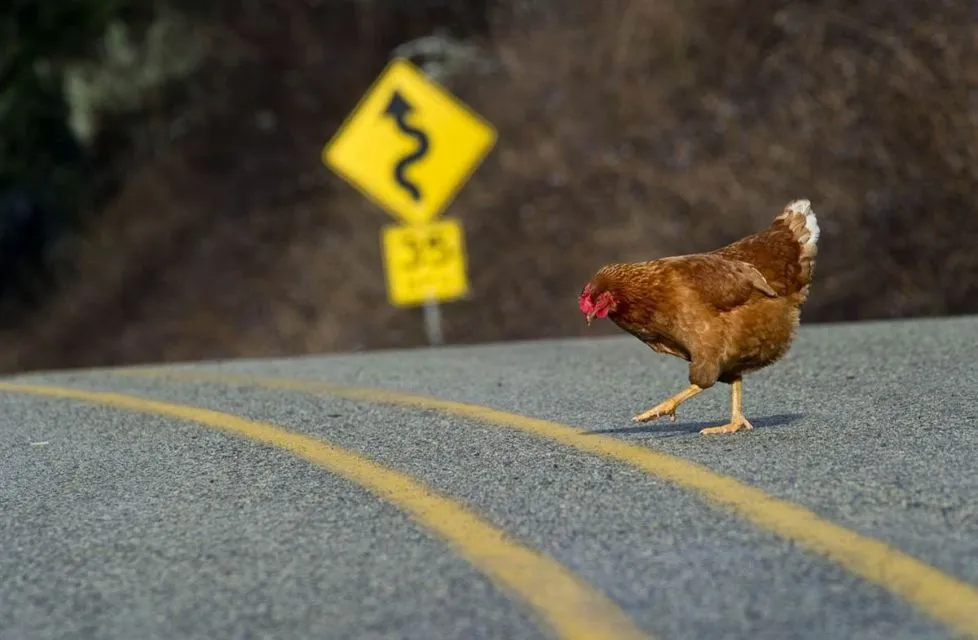Menguak Isi Kepala Kucing dan Ayam Kalau Ada Jalan yang Baru Aja Disemen. Pasti Diinjak-injak! 8