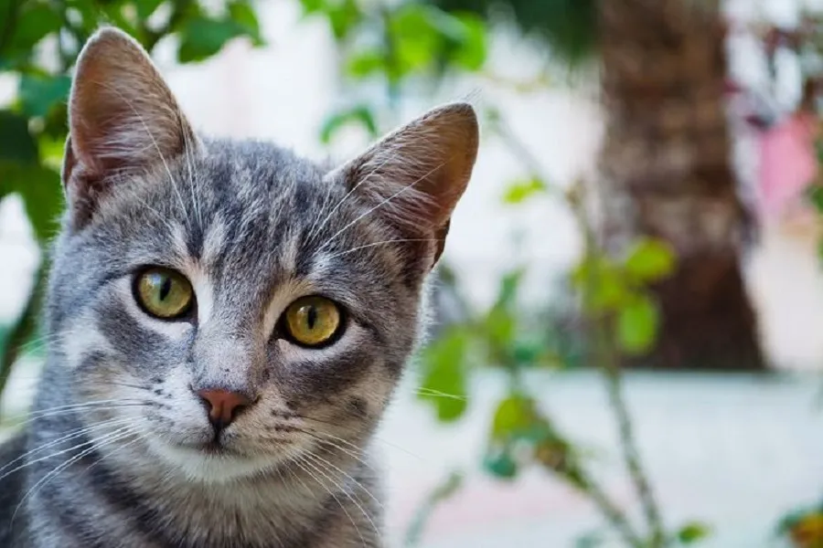 Balada Susahnya Open Adopsi Kucing Kampung. Giliran Kucing Ras Aja pada Rebutan~ 6
