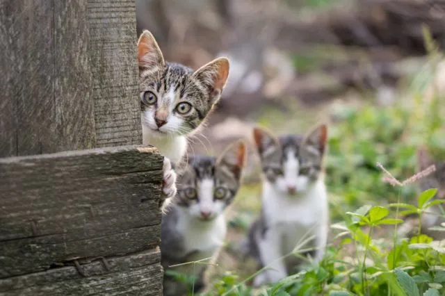 Balada Susahnya Open Adopsi Kucing Kampung. Giliran Kucing Ras Aja pada Rebutan~ 5