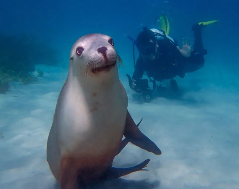 10 Foto Gemas Hewan Unik Australia yang Bikin Kamu Nggak Sabar Meluk Mereka. Cute! 19