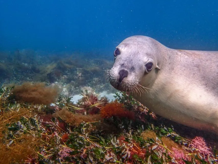 10 Foto Gemas Hewan Unik Australia yang Bikin Kamu Nggak Sabar Meluk Mereka. Cute! 20