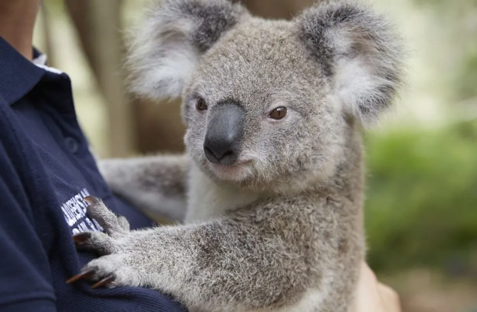 10 Foto Gemas Hewan Unik Australia yang Bikin Kamu Nggak Sabar Meluk Mereka. Cute! 11
