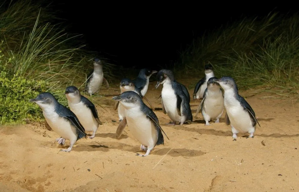 10 Foto Gemas Hewan Unik Australia yang Bikin Kamu Nggak Sabar Meluk Mereka. Cute! 16