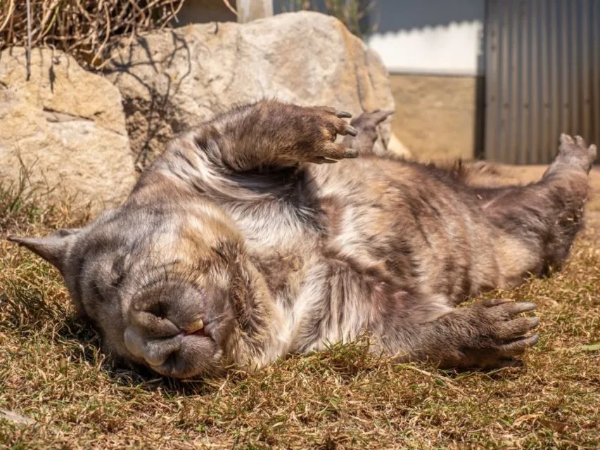 10 Foto Gemas Hewan Unik Australia yang Bikin Kamu Nggak Sabar Meluk Mereka. Cute! 18