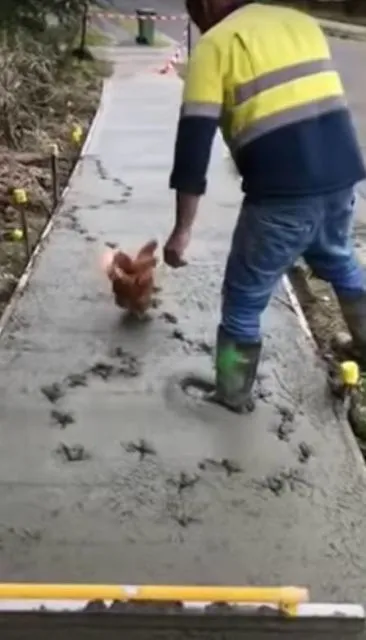 Menguak Isi Kepala Kucing dan Ayam Kalau Ada Jalan yang Baru Aja Disemen. Pasti Diinjak-injak! 6