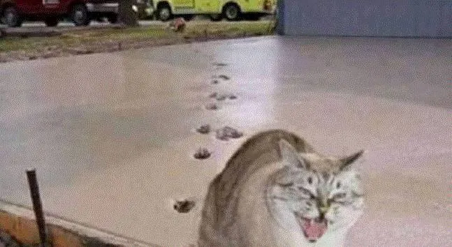 Menguak Isi Kepala Kucing dan Ayam Kalau Ada Jalan yang Baru Aja Disemen. Pasti Diinjak-injak! 5