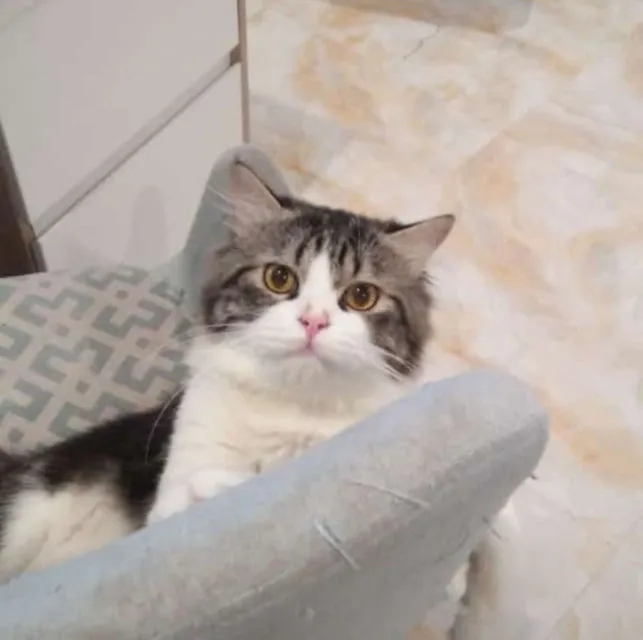 Viral Kasus Pencurian dan Penjagalan Kucing, Curhatan ini Bikin Warganet Geram. Tega Banget! :( 5