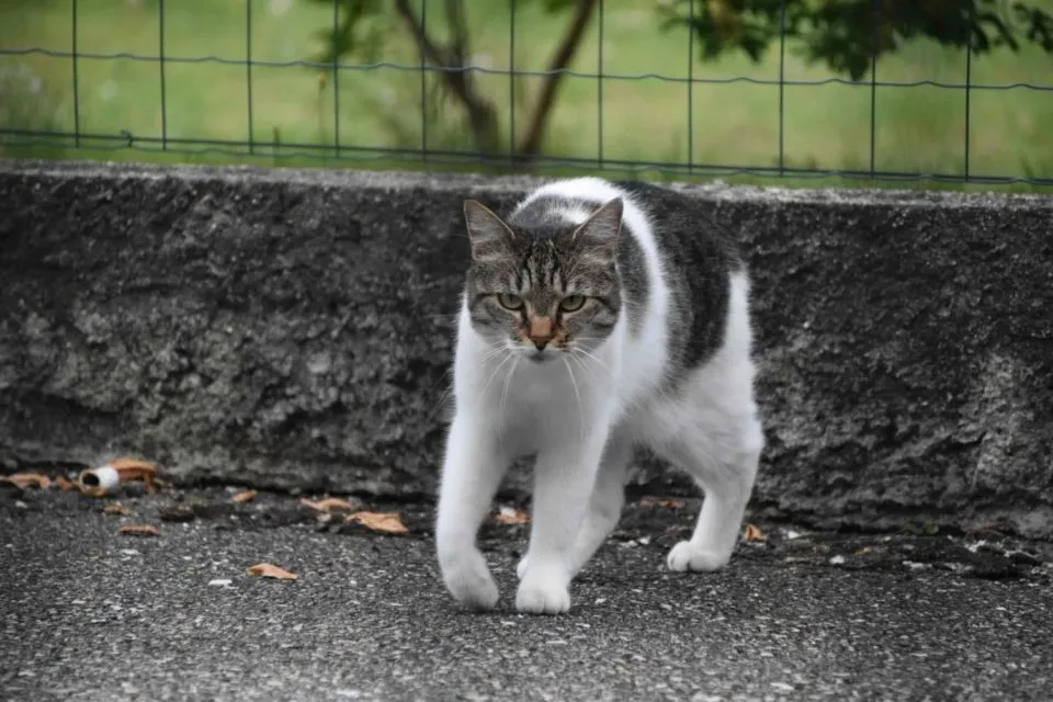 Meski Menggemaskan dan Sering Bertingkah Konyol, di Australia Kucing Jadi Ancaman Bagi Satwa Liar. Kok Bisa? 5