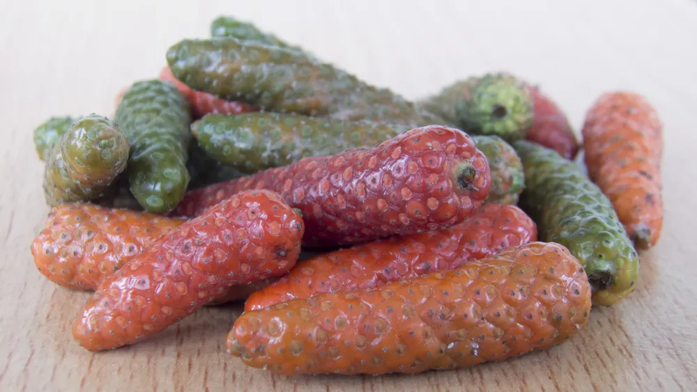 7 Khasiat Cabe Jawa, Bagus untuk Stamina dan Nafsu Makan 14 manfaat cabe jawa