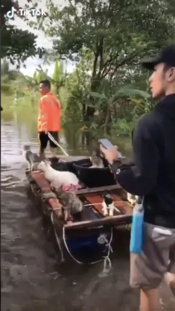 Selamatkan Kucing Saat Banjir di Kalsel, Sekumpulan Orang ini Tuai Pujian Warganet. Pahlawan! 4