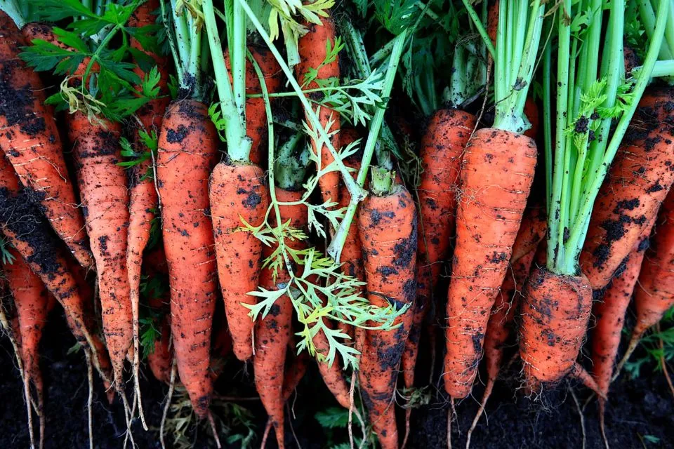 5 Cara Mudah Menanam Wortel di Rumah Pakai Pot 8