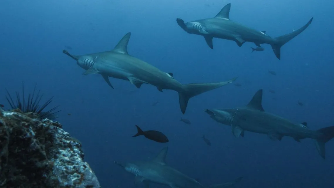 6 Rekomendasi Lokasi Scuba Diving buat Kamu yang Mau Tahu Kekayaan dan Keindahan Laut Indonesia 5