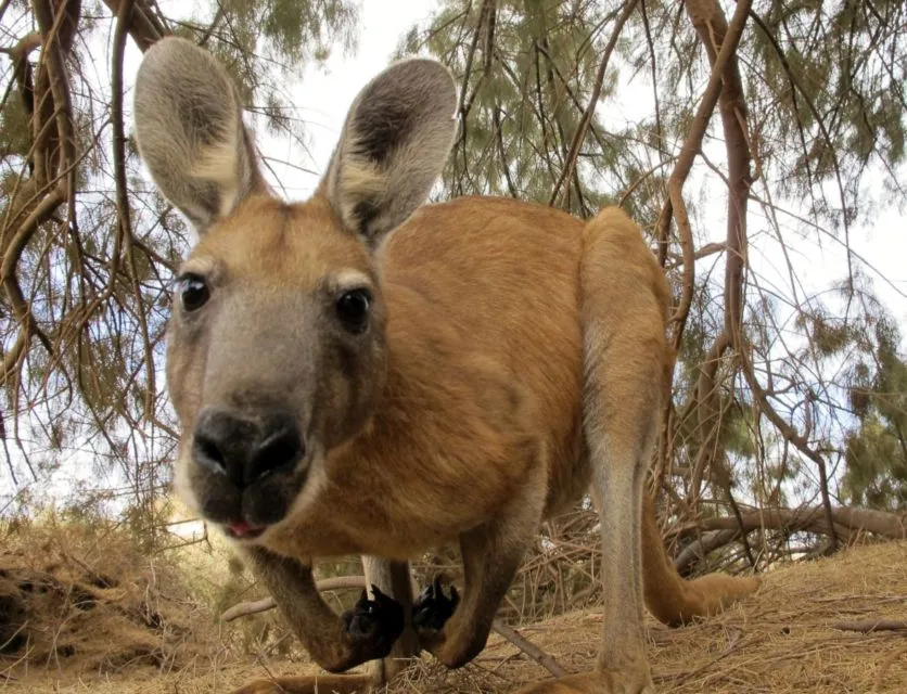 10 Foto Gemas Hewan Unik Australia yang Bikin Kamu Nggak Sabar Meluk Mereka. Cute! 13