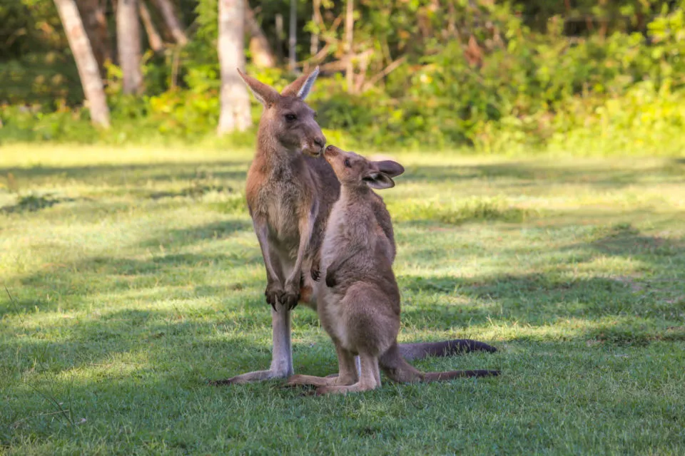 10 Foto Gemas Hewan Unik Australia yang Bikin Kamu Nggak Sabar Meluk Mereka. Cute! 14